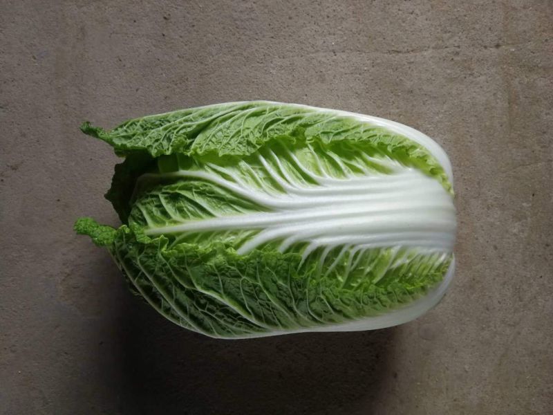 大量供应，夏阳白，白菜，走巿厂，入冷库，