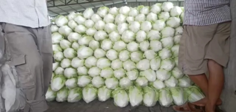 大量供应，夏阳白，白菜，走巿厂，入冷库，