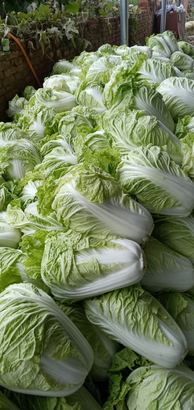 大量供应，夏阳白，白菜，走巿厂，入冷库，