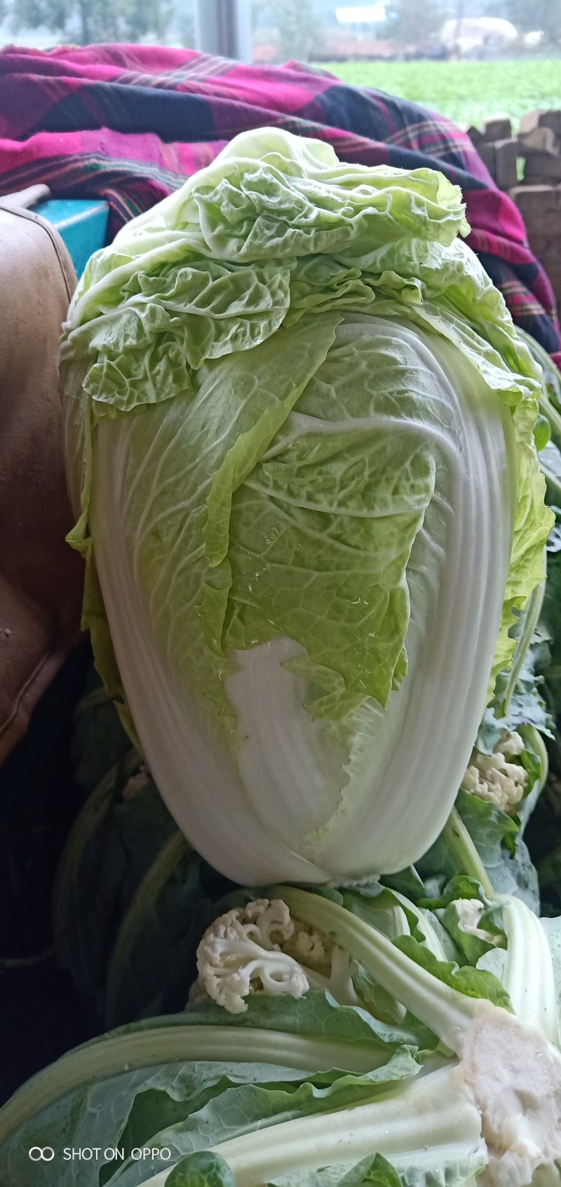 大量供应，夏阳白，白菜，走巿厂，入冷库，