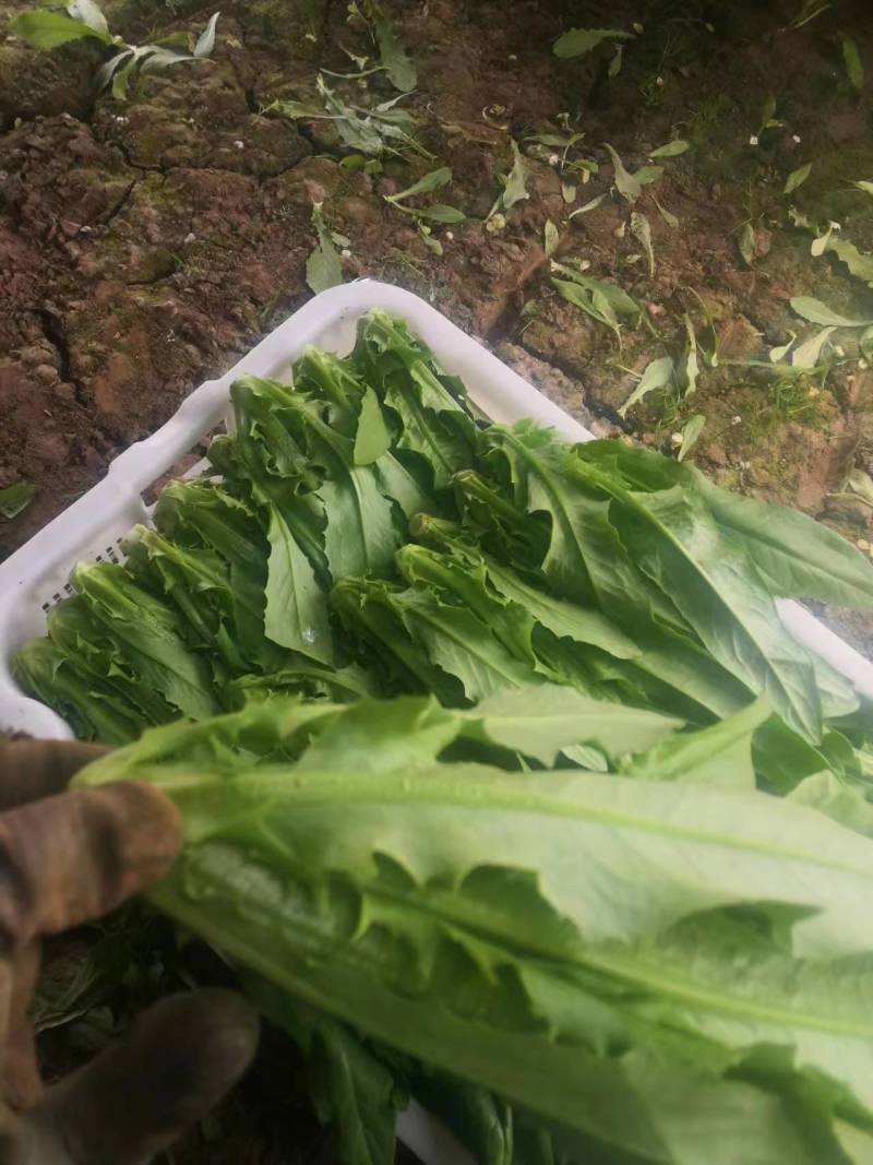 青海油麦菜西宁油麦菜自产自销大棚油麦菜大量供货对接全国市场