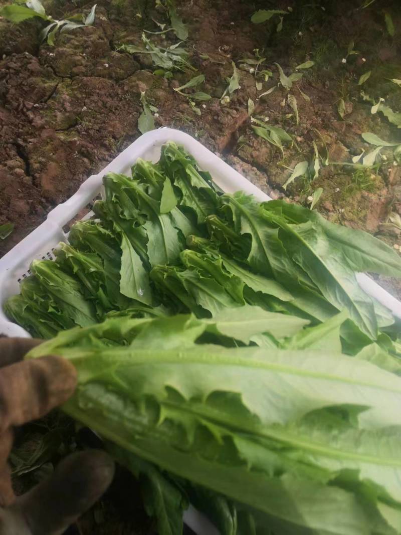 青海油麦菜西宁油麦菜自产自销大棚油麦菜大量供货对接全国市场