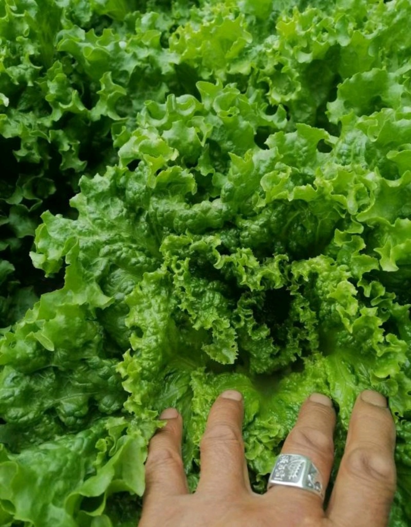 青海生菜西宁生菜上散叶生菜自大量供货一手货源对接全国市场
