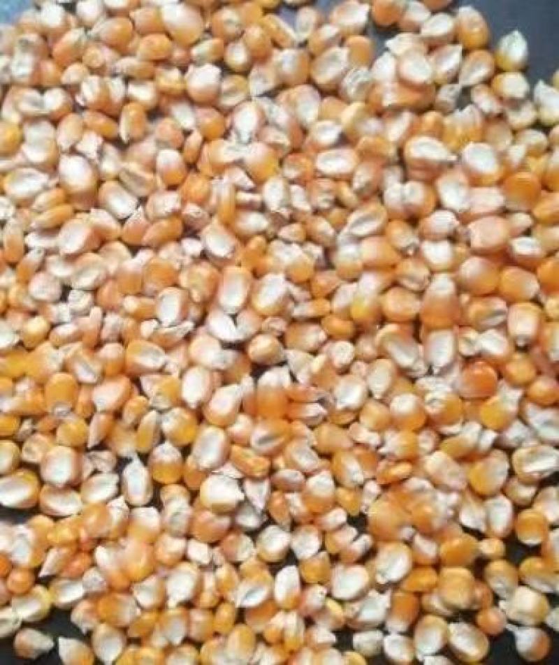 玉米足干饱满国企粮库现货供应全国发货