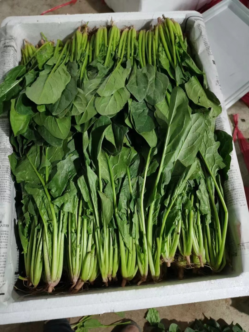 青海菠菜西宁鲜菠菜-小叶菠菜大量上市对接全国市场档口可代发