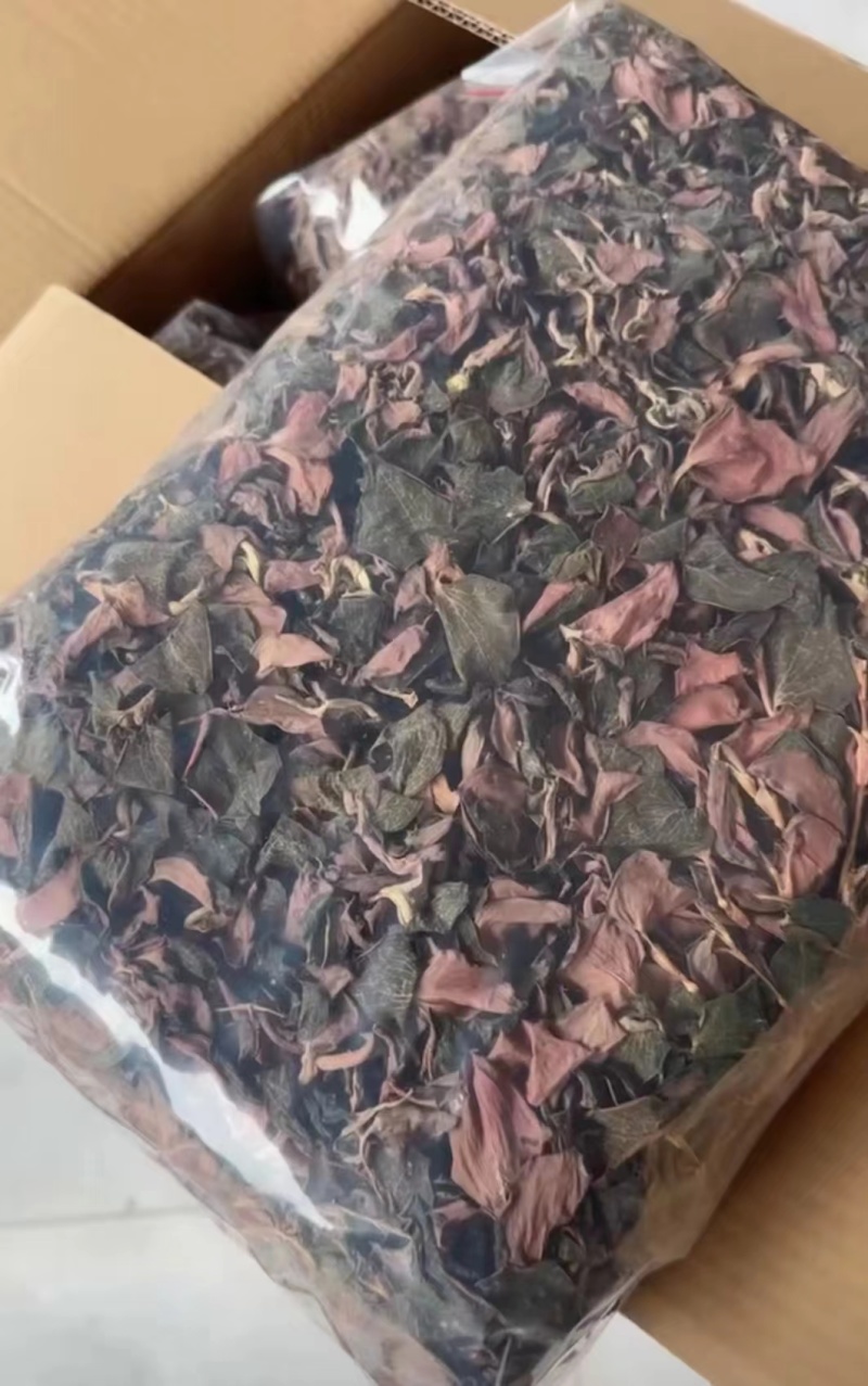 【优选台湾红霞金线莲】大量有货，整株无碎，品质保障