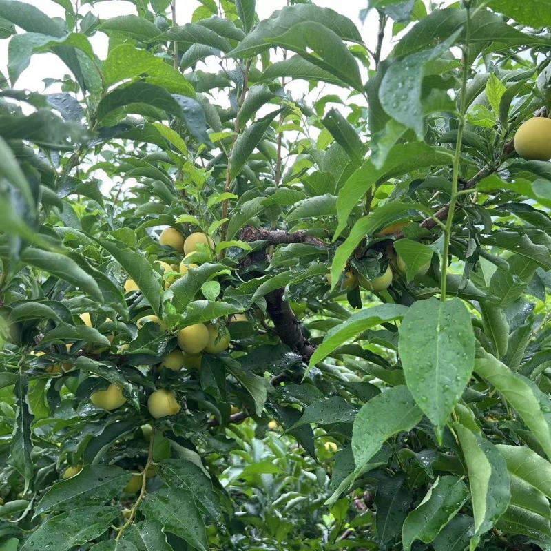 吉林金三李子黄金李大量上市中物美价廉欢迎选购