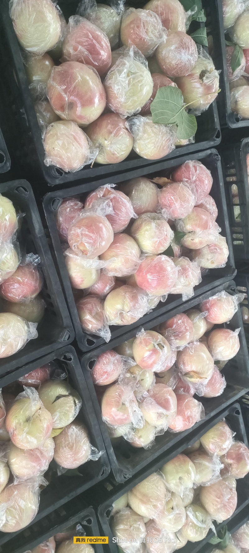 阿白布，花王，郑五