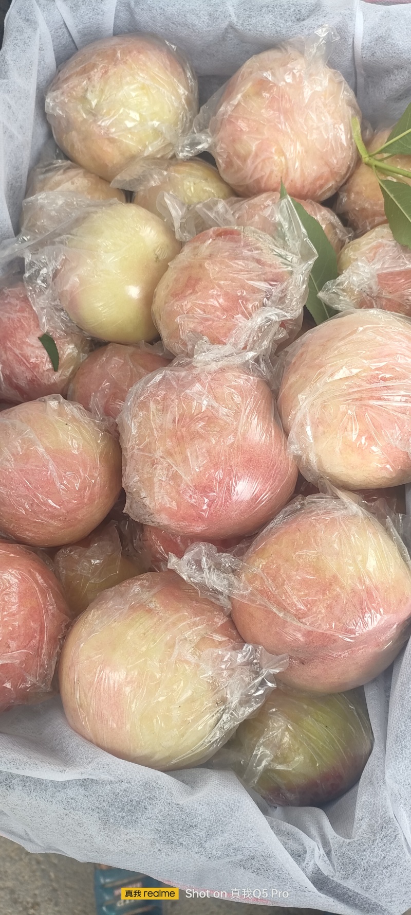 阿白布，花王，郑五
