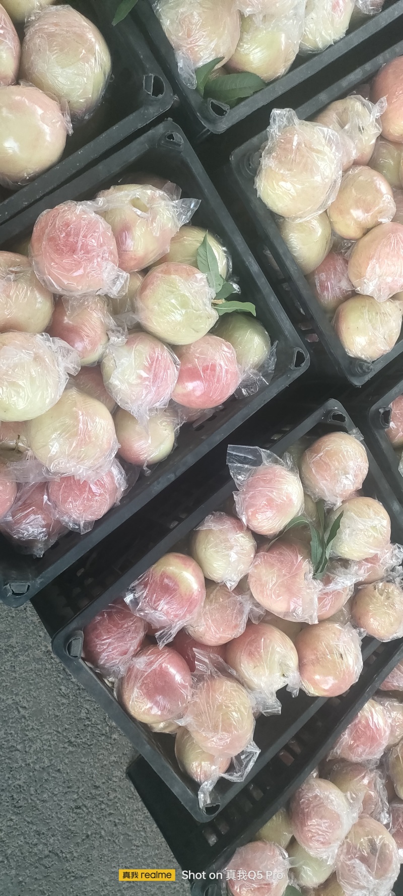 阿白布，花王，郑五