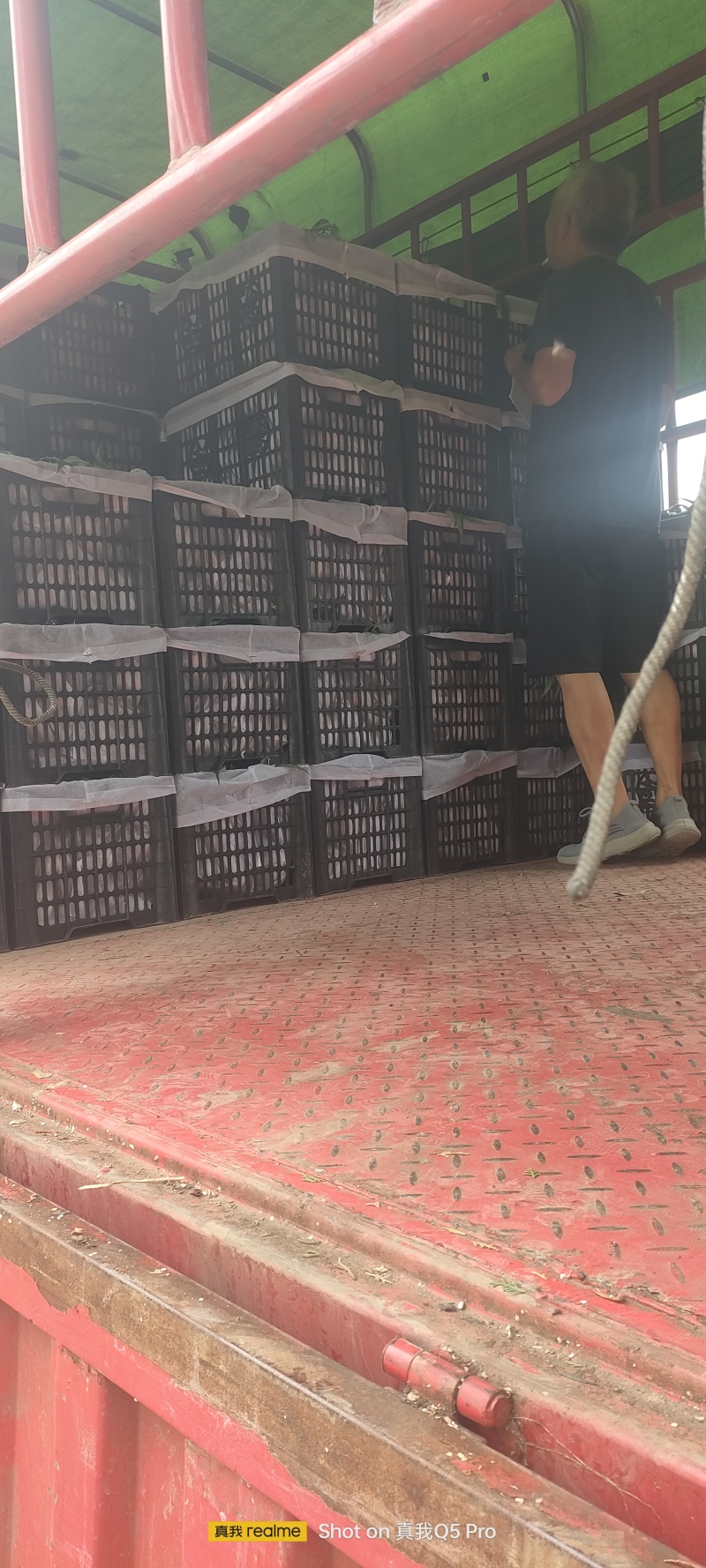 阿白布，花王，郑五