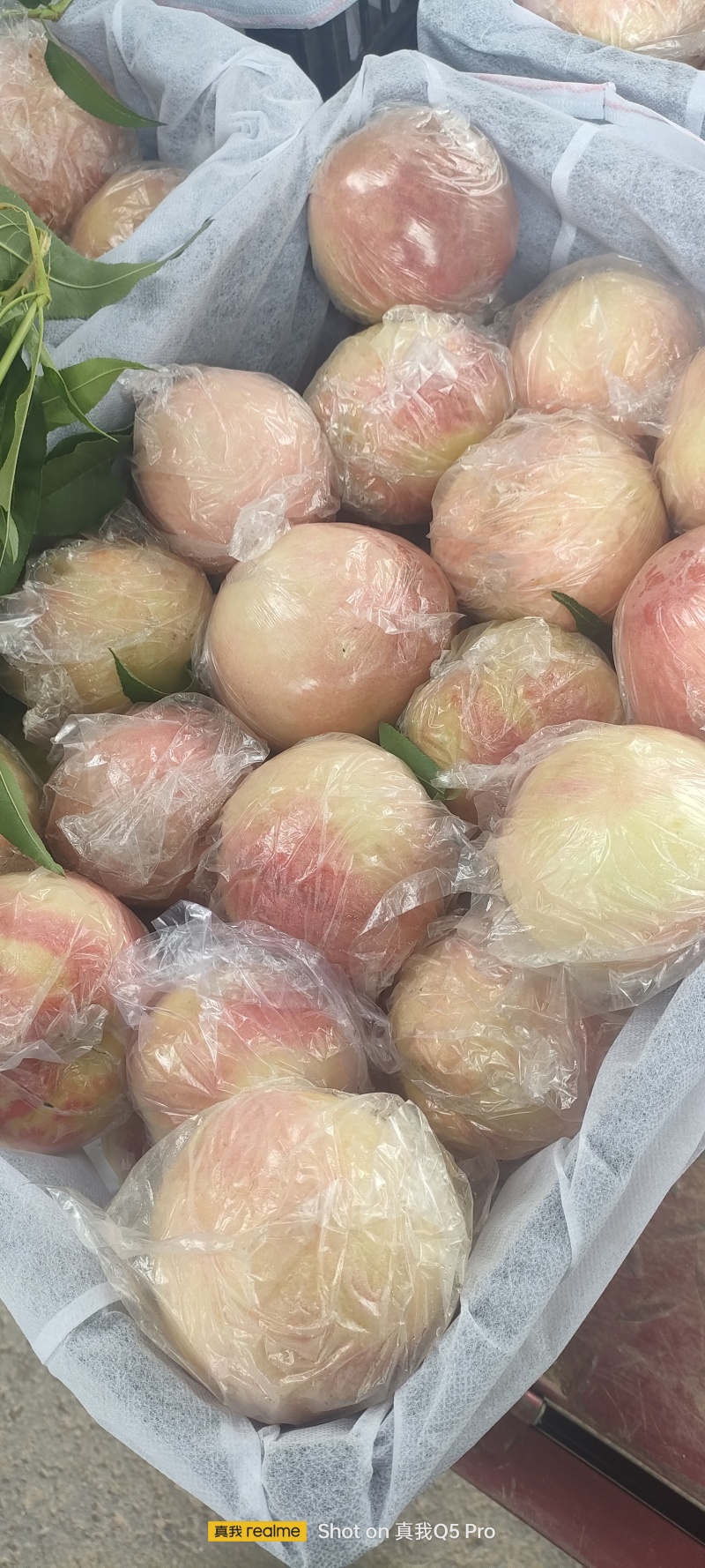 阿白布，花王，郑五