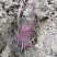 赣南紫山药产地直发紫玉淮山现发脚板薯支持一件代发批发