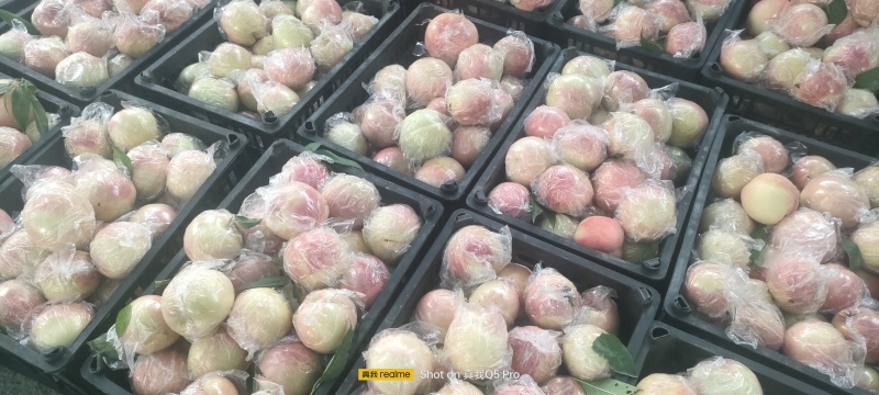 阿白布，花王，郑五
