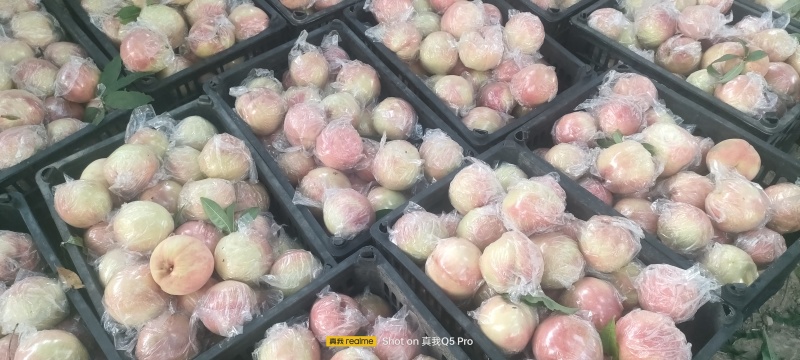 阿白布，花王，郑五