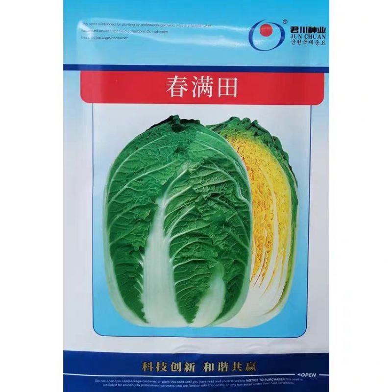 春满田黄心白菜种子中棵黄芯白菜50天密植可做大娃娃菜