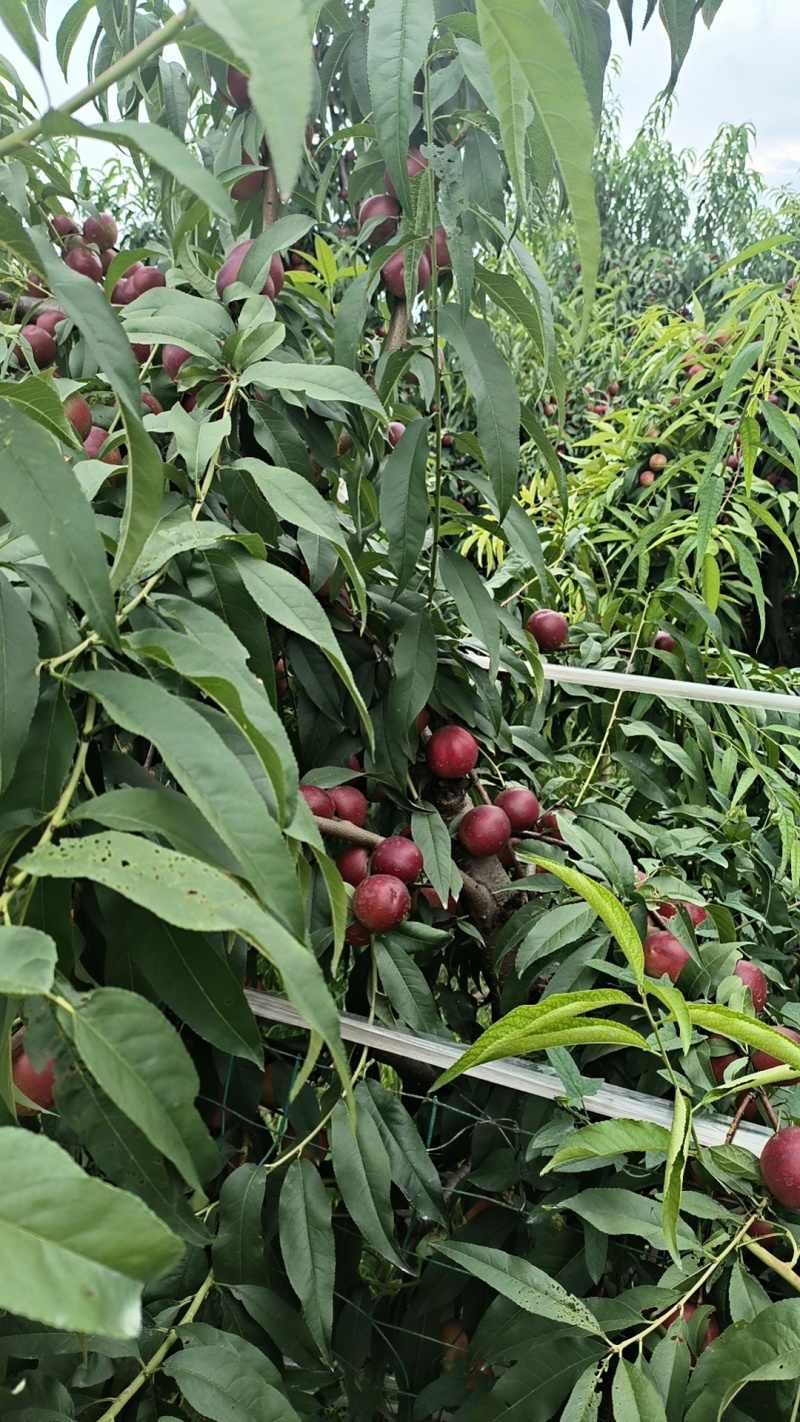 珍珠枣油桃量大