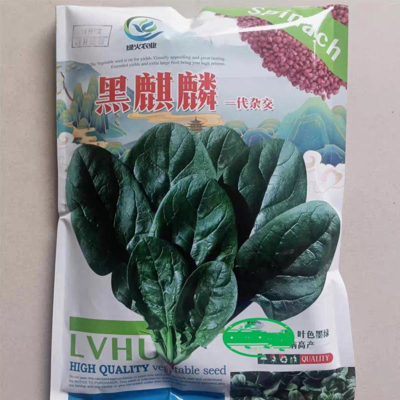 黑麒麟菠菜种子2斤原装叶大肥厚叶色翠绿抗病基地种植