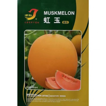 虹玉甜瓜种子新育成甜瓜品种高圆型甜香柔滑抗病