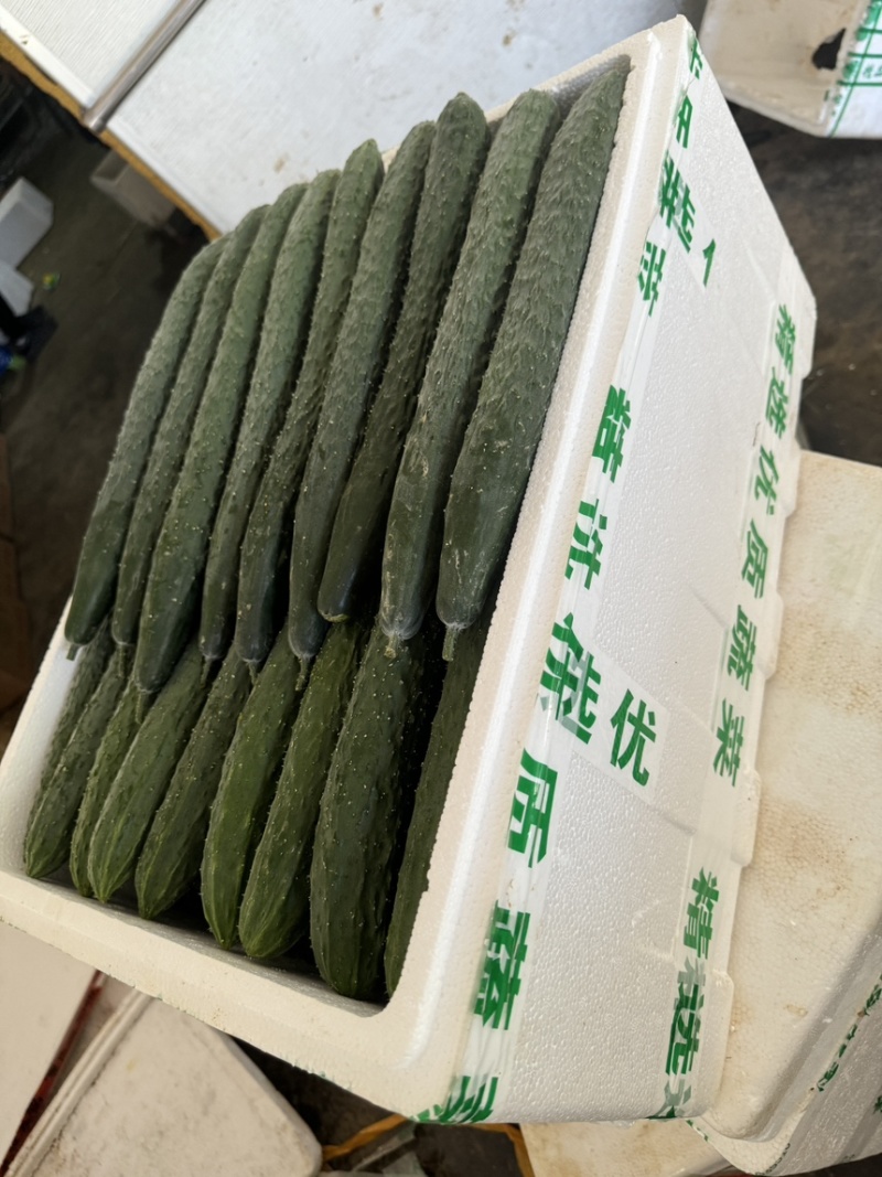 湖北利川刺黄瓜，青黄瓜，密刺黄瓜对接各大市场商超平台