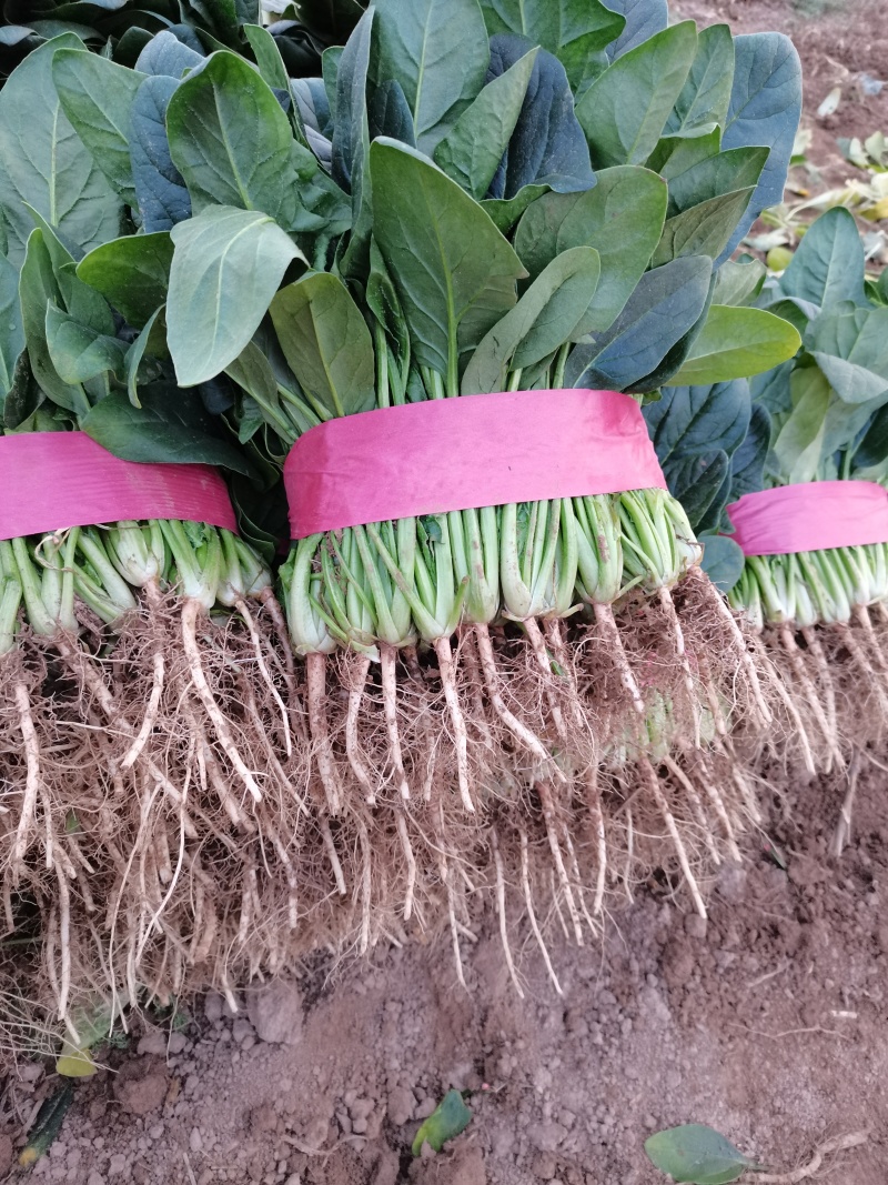 精品菠菜，实力代办，保证质量，常年代收瓜果蔬菜。