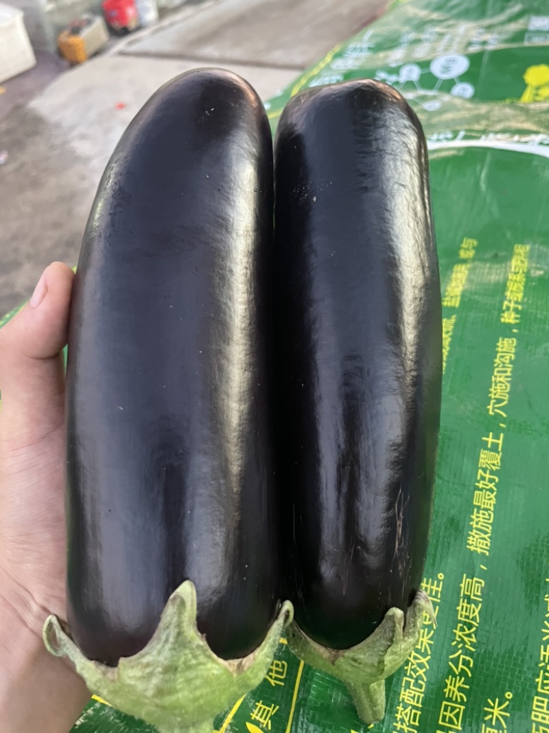 黑宝茄子
