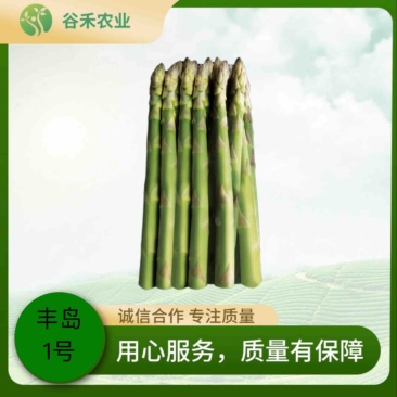 早收芦笋品种丰岛一号耐低温出笋早粗壮丰产
