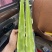 兰陵县春季精品莴笋