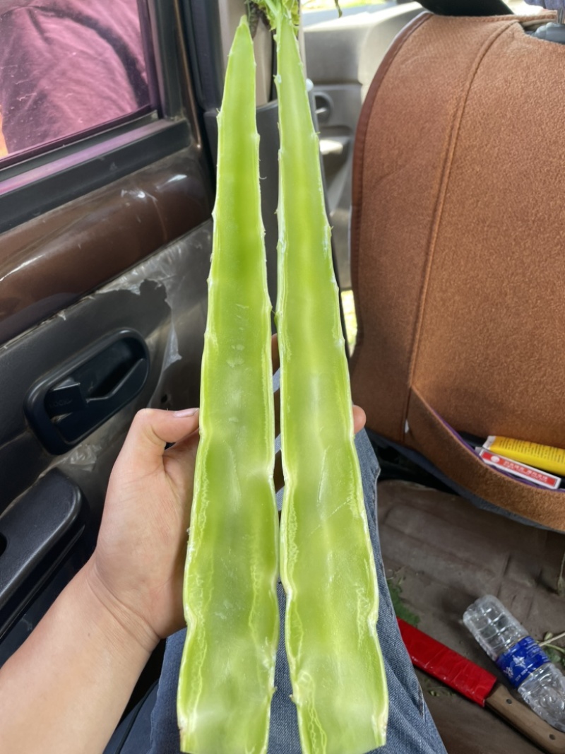 兰陵县春季精品莴笋