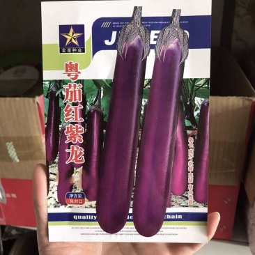 粤茄红紫龙紫红长茄种子杂交高产紫红茄子条长果型优美