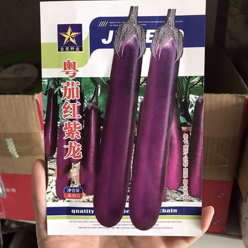 粤茄红紫龙紫红长茄种子杂交高产紫红茄子条长果型优美