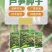 早收芦笋品种丰岛一号耐低温出笋早粗壮丰产