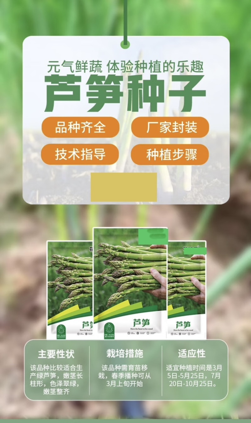 早收芦笋品种丰岛一号耐低温出笋早粗壮丰产