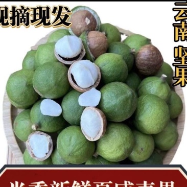 新鲜生夏威夷果新鲜坚果非干果带青皮自产自销原味无添加广要