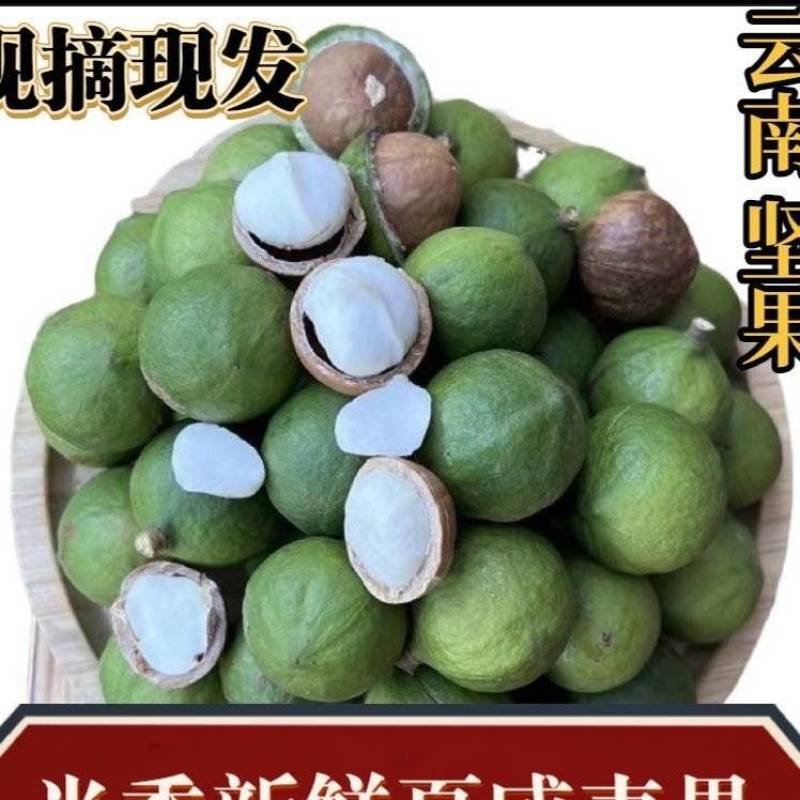 新鲜生夏威夷果新鲜坚果非干果带青皮自产自销原味无添加广要