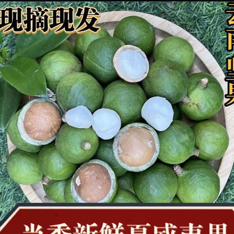 新鲜生夏威夷果新鲜坚果非干果带青皮自产自销原味无添加广要