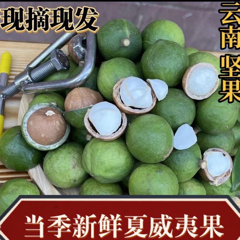 新鲜生夏威夷果新鲜坚果非干果带青皮自产自销原味无添加广要