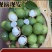 新鲜生夏威夷果新鲜坚果非干果带青皮自产自销原味无添加广要