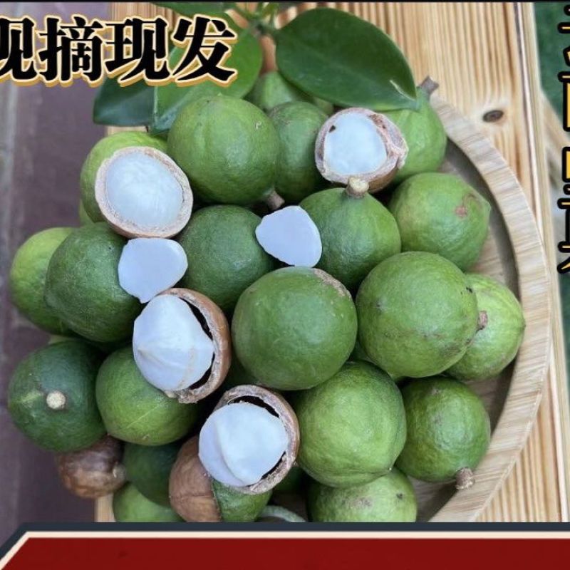 新鲜生夏威夷果新鲜坚果非干果带青皮自产自销原味无添加广要