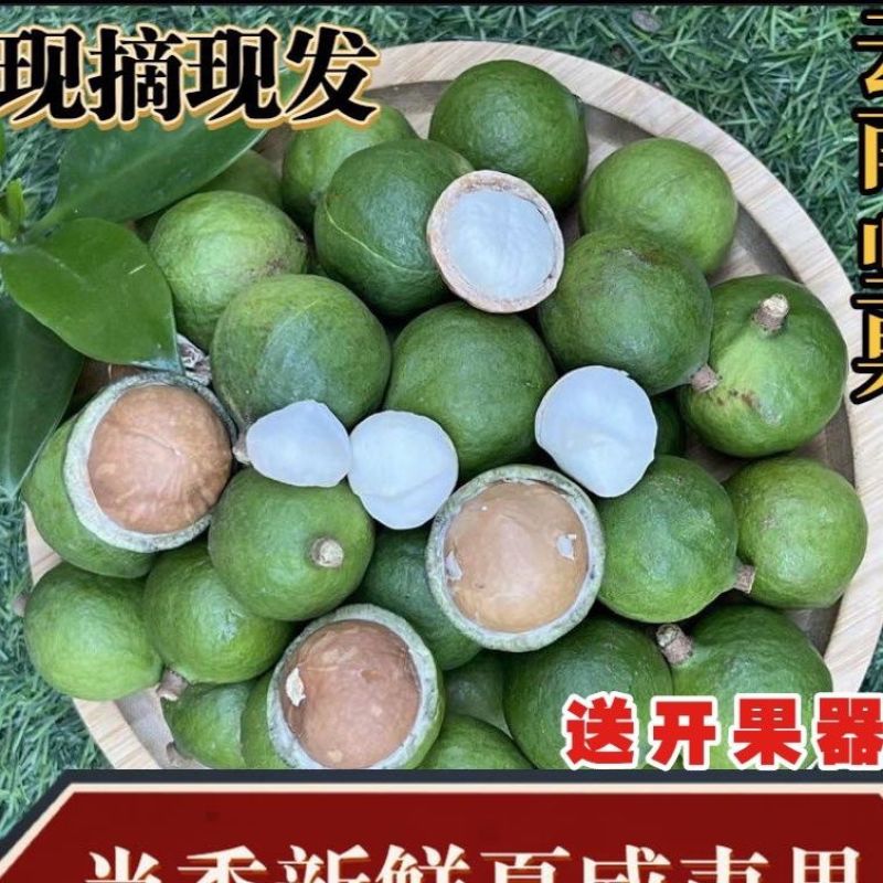 新鲜生夏威夷果新鲜坚果非干果带青皮自产自销原味无添加广要