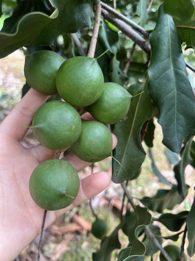 新鲜生夏威夷果新鲜坚果非干果带青皮自产自销原味无添加广要