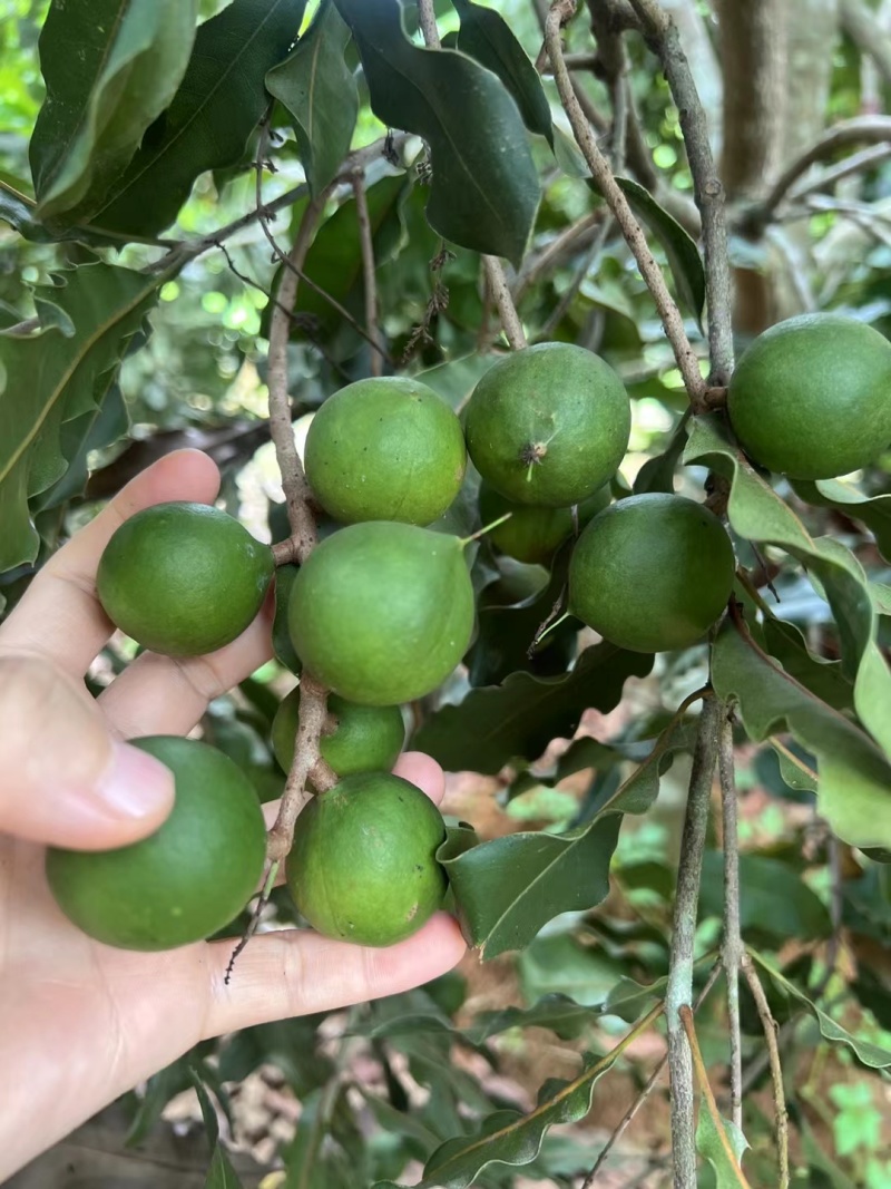 新鲜生夏威夷果新鲜坚果非干果带青皮自产自销原味无添加广要