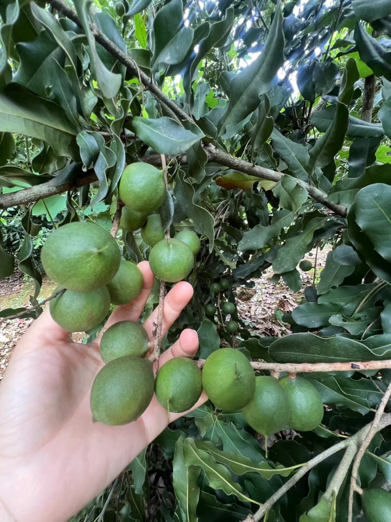 新鲜生夏威夷果新鲜坚果非干果带青皮自产自销原味无添加广要