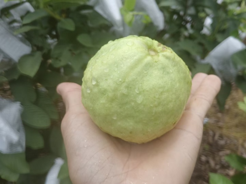 四季香，四季番石榴，货源充足
