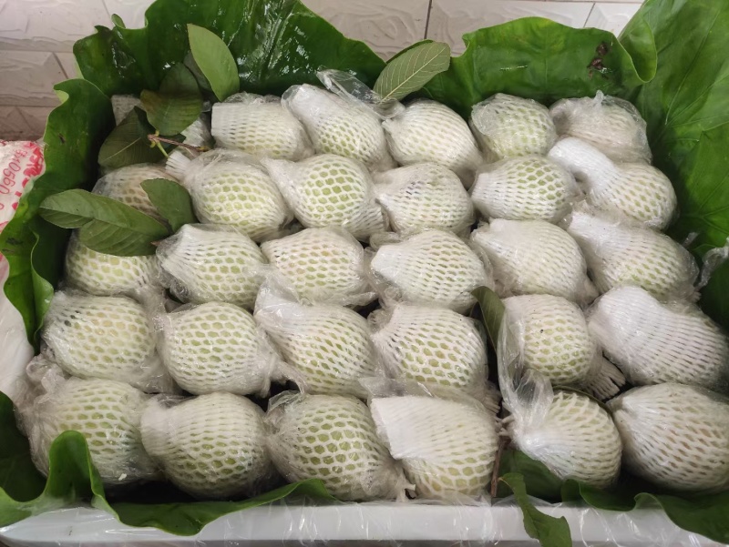 四季香，四季番石榴，货源充足