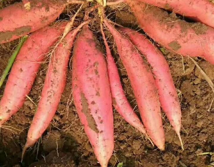 新鲜红薯特写图,展示其橙色果肉和表皮细节 红薯特写