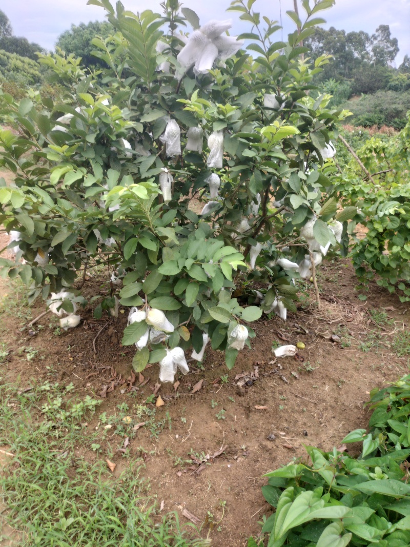 四季香，四季番石榴，货源充足