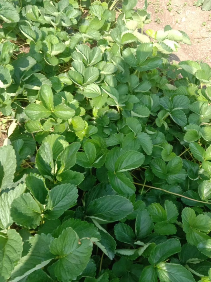 【推荐】黔莓1号草莓苗云南楚雄产地直发品质好需要老板电话