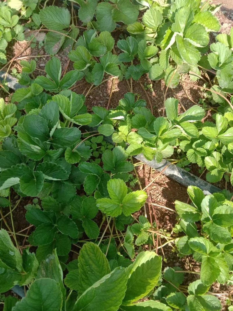 云南楚雄妙香七号草莓苗无任何病害产量高抗病性好欢迎咨询