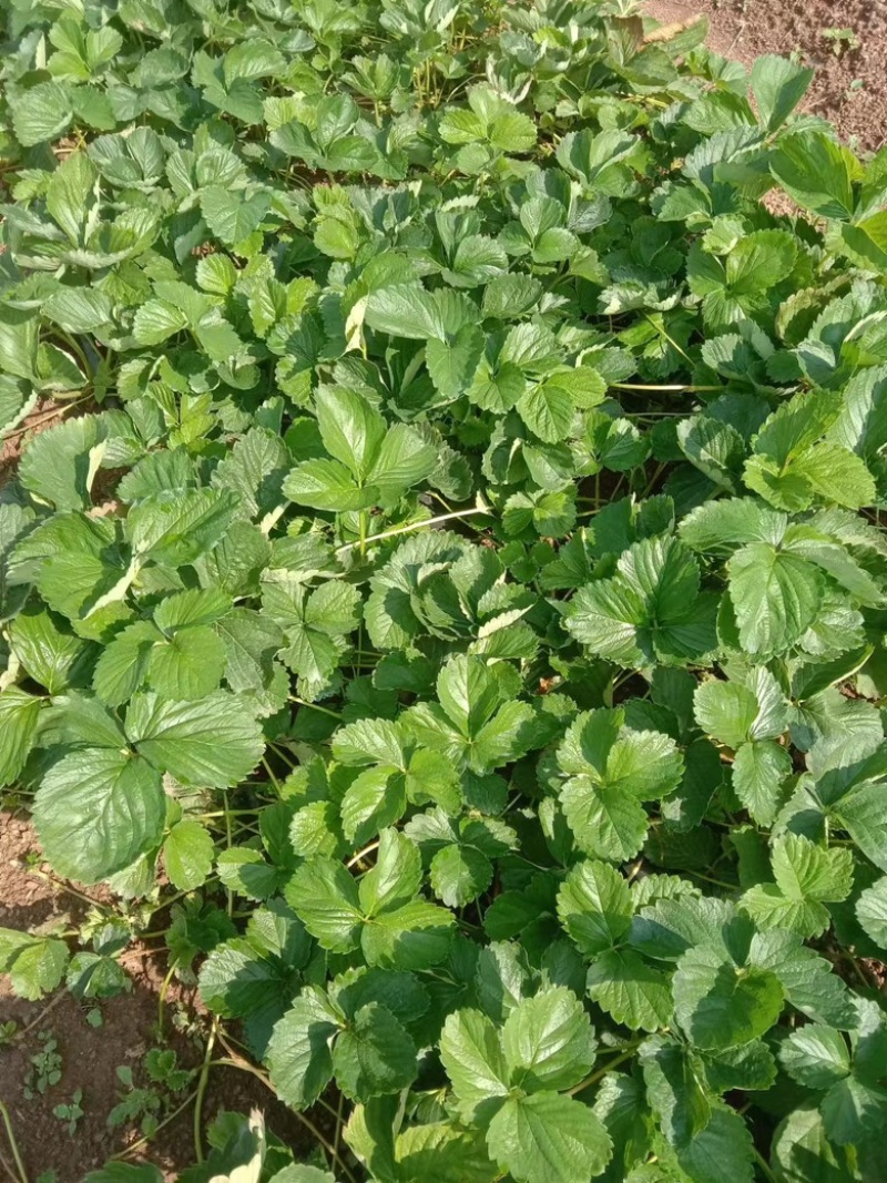 云南楚雄妙香七号草莓苗无任何病害产量高抗病性好欢迎咨询